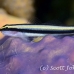 goby_sharknose_lr_gc_h_0061_cay3954.jpg